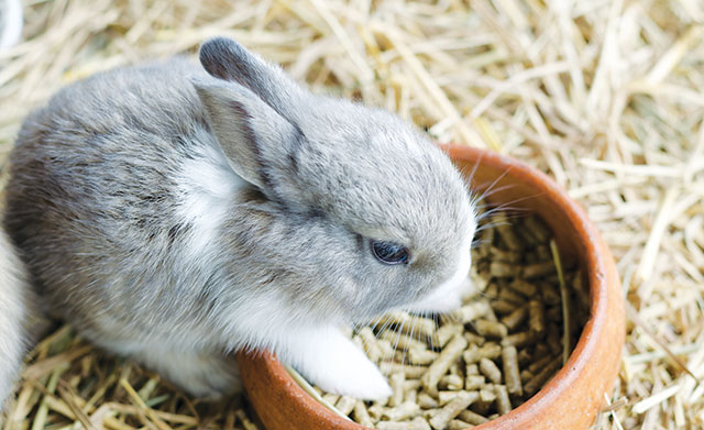 L’acqua deve essere sempre a disposizione del coniglio senza alcuna restrizione, anche quando la sua dieta è composta solo da alimenti vegetali.
