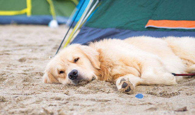 Labrador dorme in spiaggia