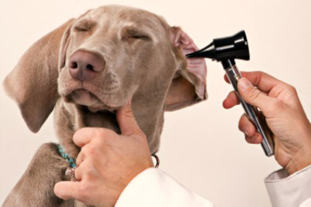 visita dal veterinario all'orecchio del cane