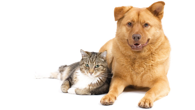 Cani e gatti in cerca di casa nella foto un cane e un gatto in primo piano