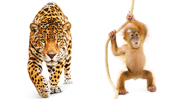 Nell'immagine una scimmia e una tigre che sono animali illegali da  portare in Italia