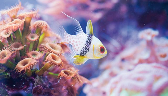 Bellissimo pesce color bianco con le pinne gialle di acqua saltata