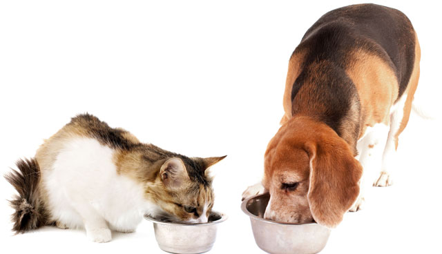 Cane e gatto che mangiano ognuno nella sua ciotola