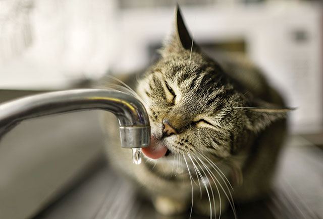 Gatto stà bevendo al rubinetto del lavandino di cucina