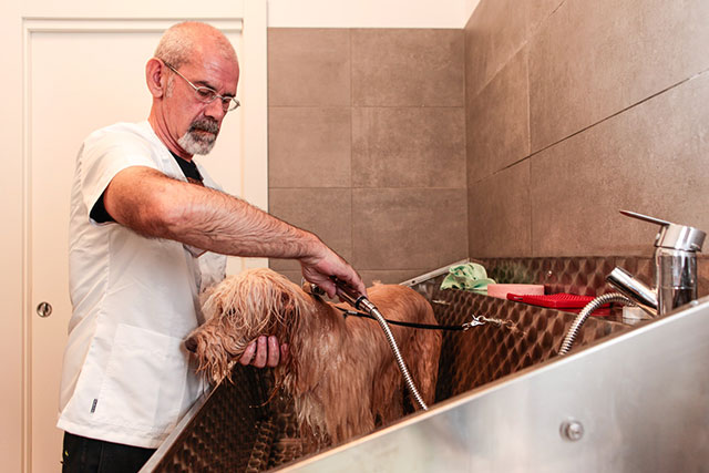 toilettatore mentre lava il cane 