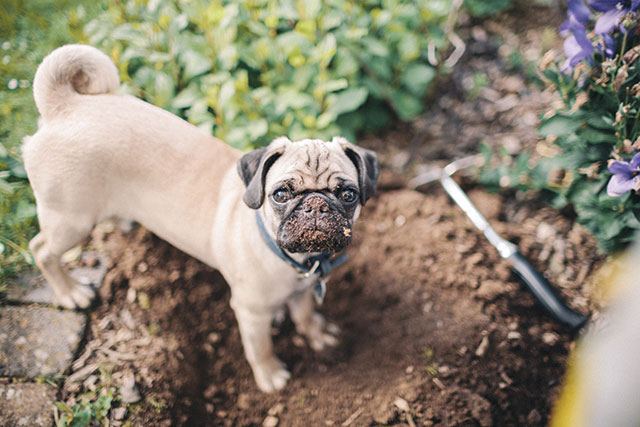 Cane che scava in giardino ha la bocca e il naso tutti sporchi di terra