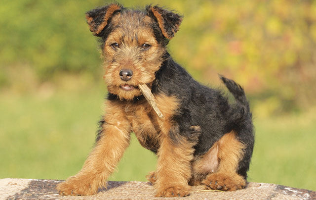Welsh Terrier in primo piano