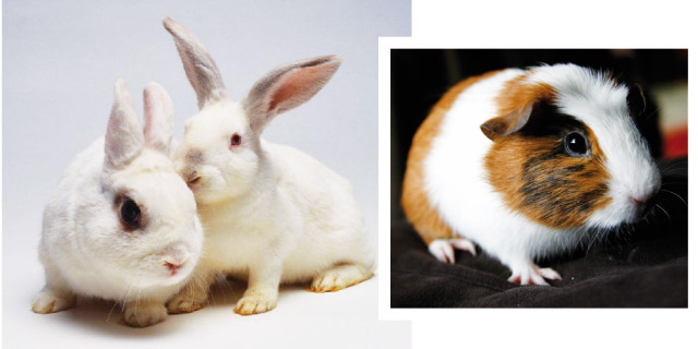 Immagine di due coniglietti bianchi ed una cavia 
