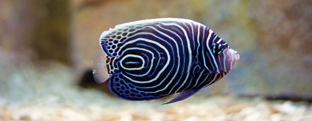 Immagine di un pesce di acquario di barriera