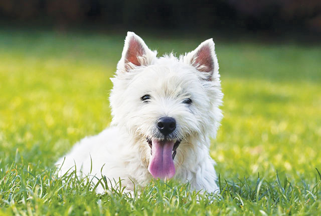 Il West Highland White Terrier è il cane adatto a noi immagine in primo piano