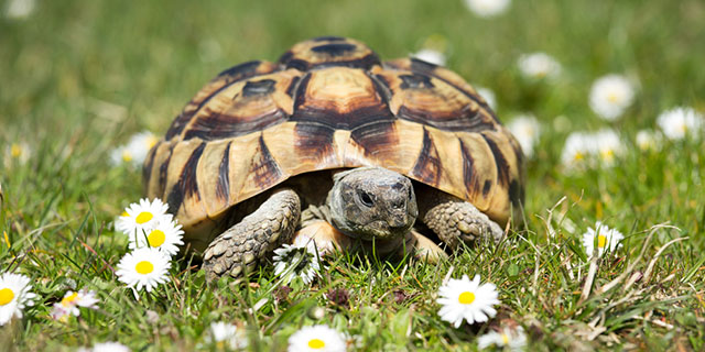 Immagine di una tartaruga terrestre in un prato