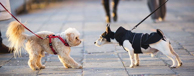 Due cani che si incontrano per strada e cercano di conoscersi