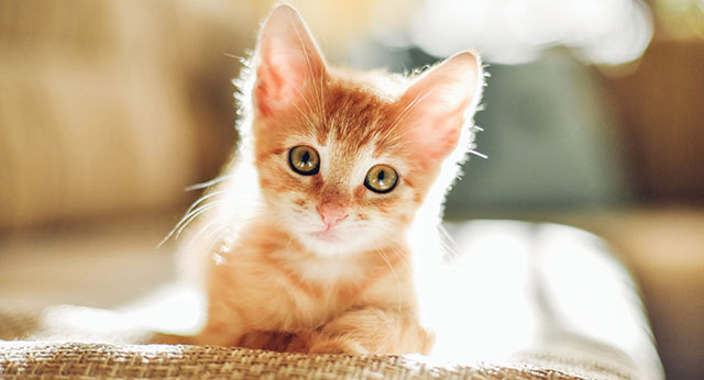 Un bellissimo gattino rosso in primo piano
