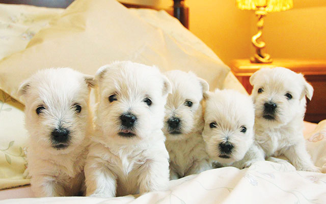 Cinque cuccioli di Westy bianchi bellissimi dentro ad un letto