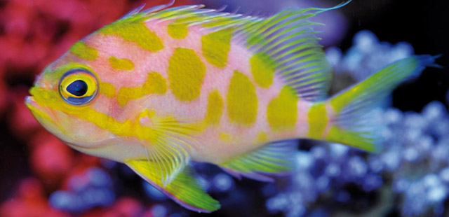 Bellissimo pesce in primo piano color giallo