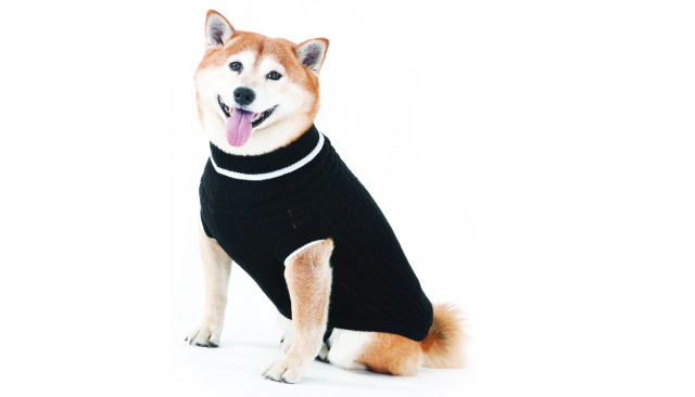Il cane alla moda autunno inverno nella foto un cane con il maglioncino caldo e leggero 