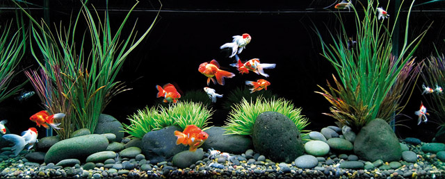 Immagine di alcuni pesci in un bellissimo acquario per la respirazione