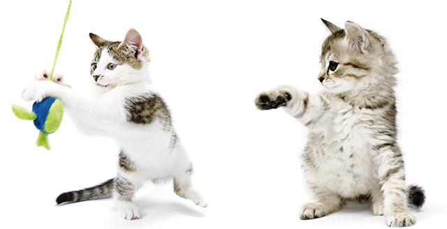 I gatti imparano giocando due gatti nella foto che giocano con un pupazzetto