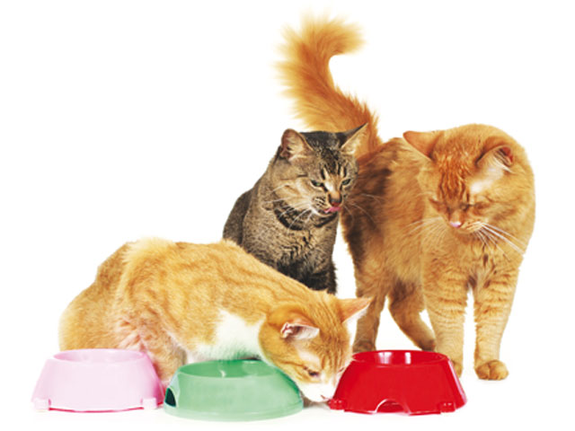 Tre gatti che mangiano nella sua ciotola