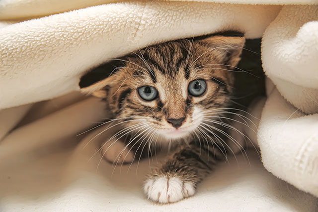 Gattino impaurito nascosto tra l coperte con problemi comportamentali