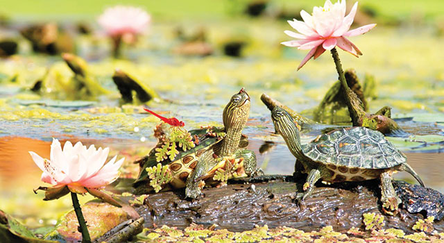 due piccolo tartarughe acquatiche in uno stagno