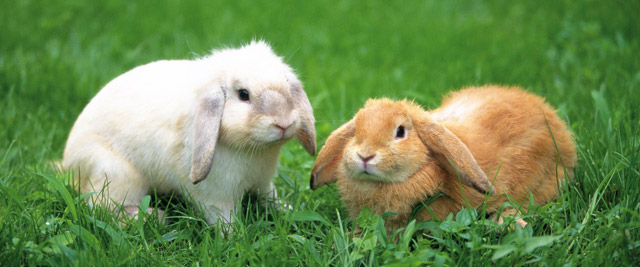 due conigli sul prato 