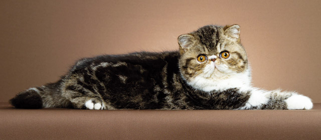 Immagine di un gatto Exotic Shorthair
