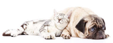 Toxoplasmosi nel cane e nel gatto foto di un cane e un gatto assieme