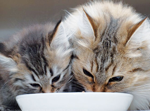 Gatti che mangiano nella stessa ciotola