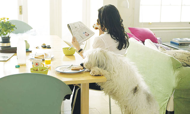 Cane che riesce a mangiare di nascosto nel piatto della sua padrona sul tavolo di cucina