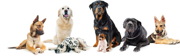 Alcuni cani contro artrosi nemico invisibile per i cani