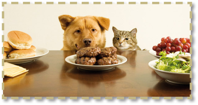 Stomaco cane e gatto nella foto i nostri amici che ammirano un piatto pieno di carne