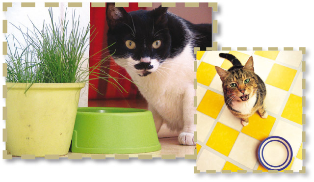 Nella foto un gatto davanti alla sua erba preferita per lo stoaco