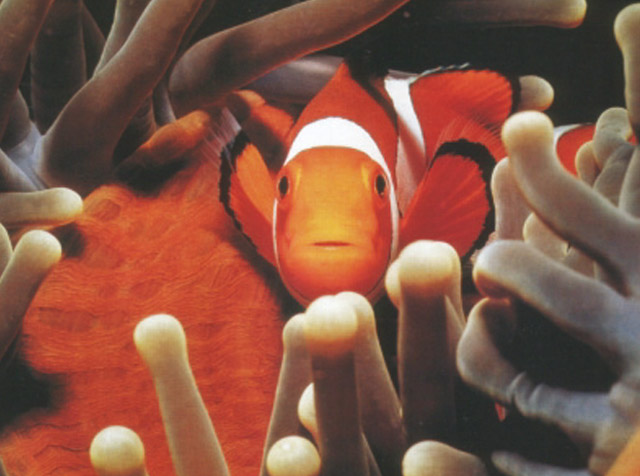 scelta dei mangimi per i pesci nell'immagine un pesce rosso in acquario 