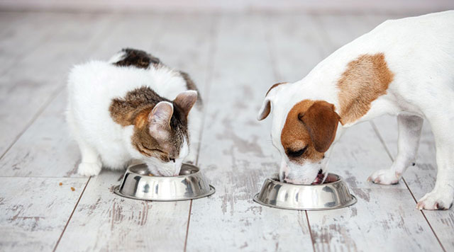 Cane e gatto che mangiano tranquilli nella loro ciotola