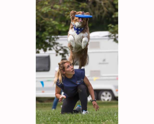 Cane agility  cerca di prendere il freesby saltando sopra la sua addestratrice