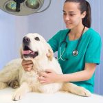 controllo-veterinario-cane-malato