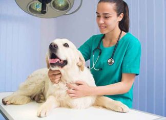 controllo-veterinario-cane-malato