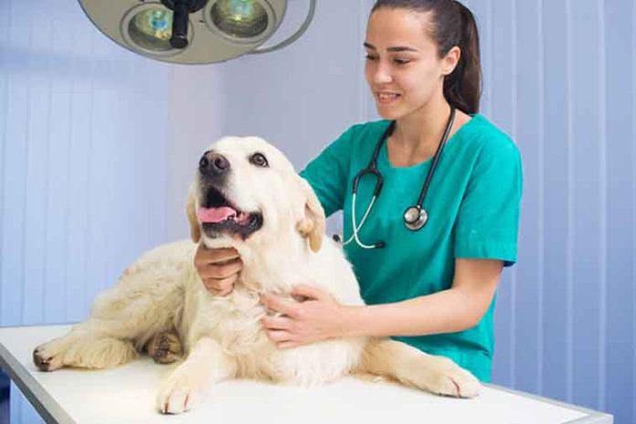 iStock-537346998-controllo-veterinario-ok controllo-veterinario-cane-malato
