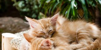 Come-allevare-gattini