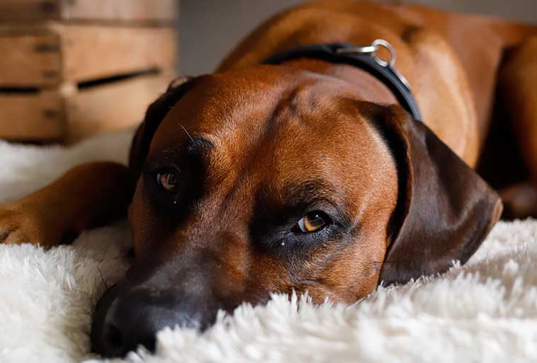 Cane che dorme nella sua cuccia
