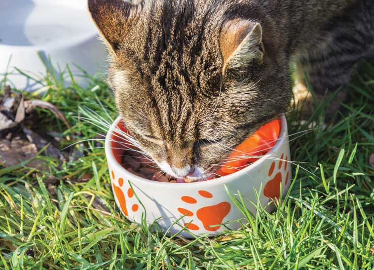 Ingredienti alimenti per gatti