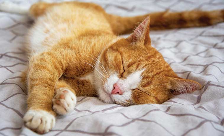 La cuccia per il cane e per il gatto che dorme 