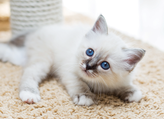 Il Gatto Sacro di Birmania Il-gatto-sacro-di-birmania