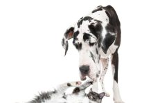 Alano Tedesco iStock-509056814-alano-caratteristiche