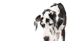 iStock-509056814-alano-caratteristiche