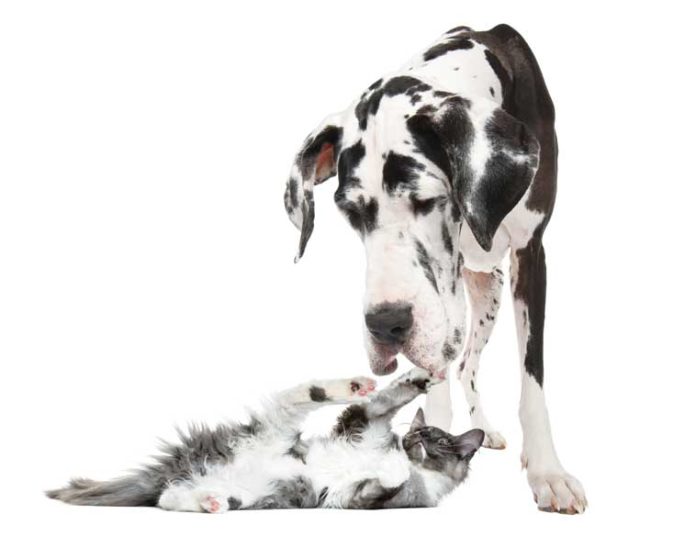 iStock-509056814-alano-caratteristiche iStock-509056814-alano-caratteristiche