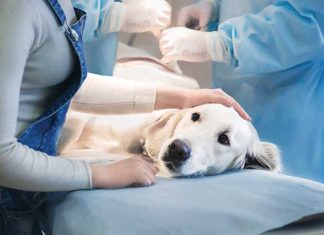 Torsione-dello-stomaco-nel-cane