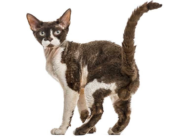 Il gatto devon rex in primo piano