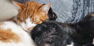 La-cuccia-per-il-cane-e-per-il-gatto